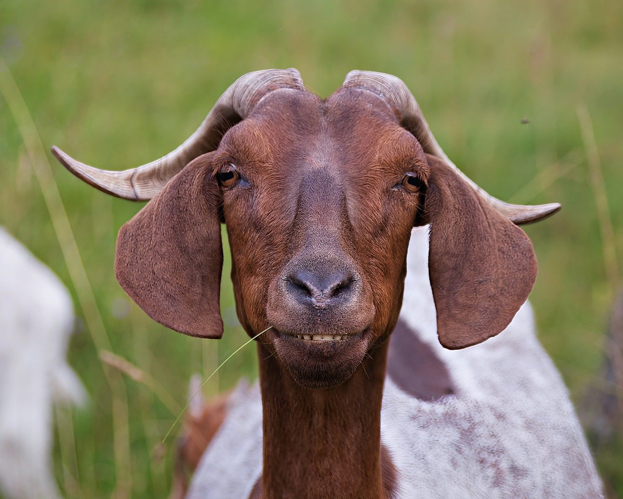 Tips to Prepare and Protect Your Livestock During a Disaster